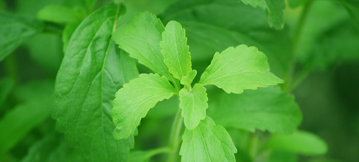 重磅：衛(wèi)健委發(fā)布甜菊糖苷國標(biāo)2022版