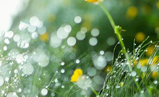 藏在二十四節(jié)氣里的食與味 - 雨水之超模身材計劃